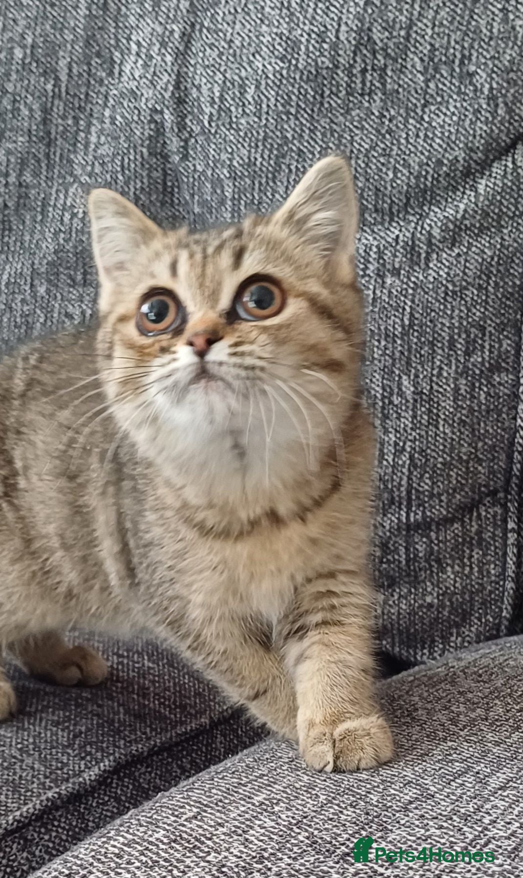 British Shorthair cats Affectionate loving Scottish Kittens  - Advert 1