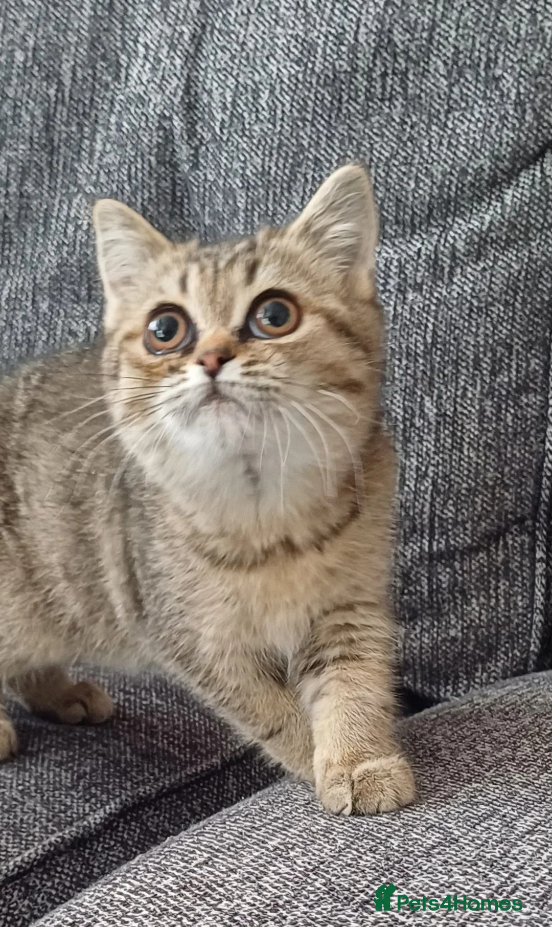 British Shorthair cats for sale: Affectionate loving Scottish Kittens  - Advert 1