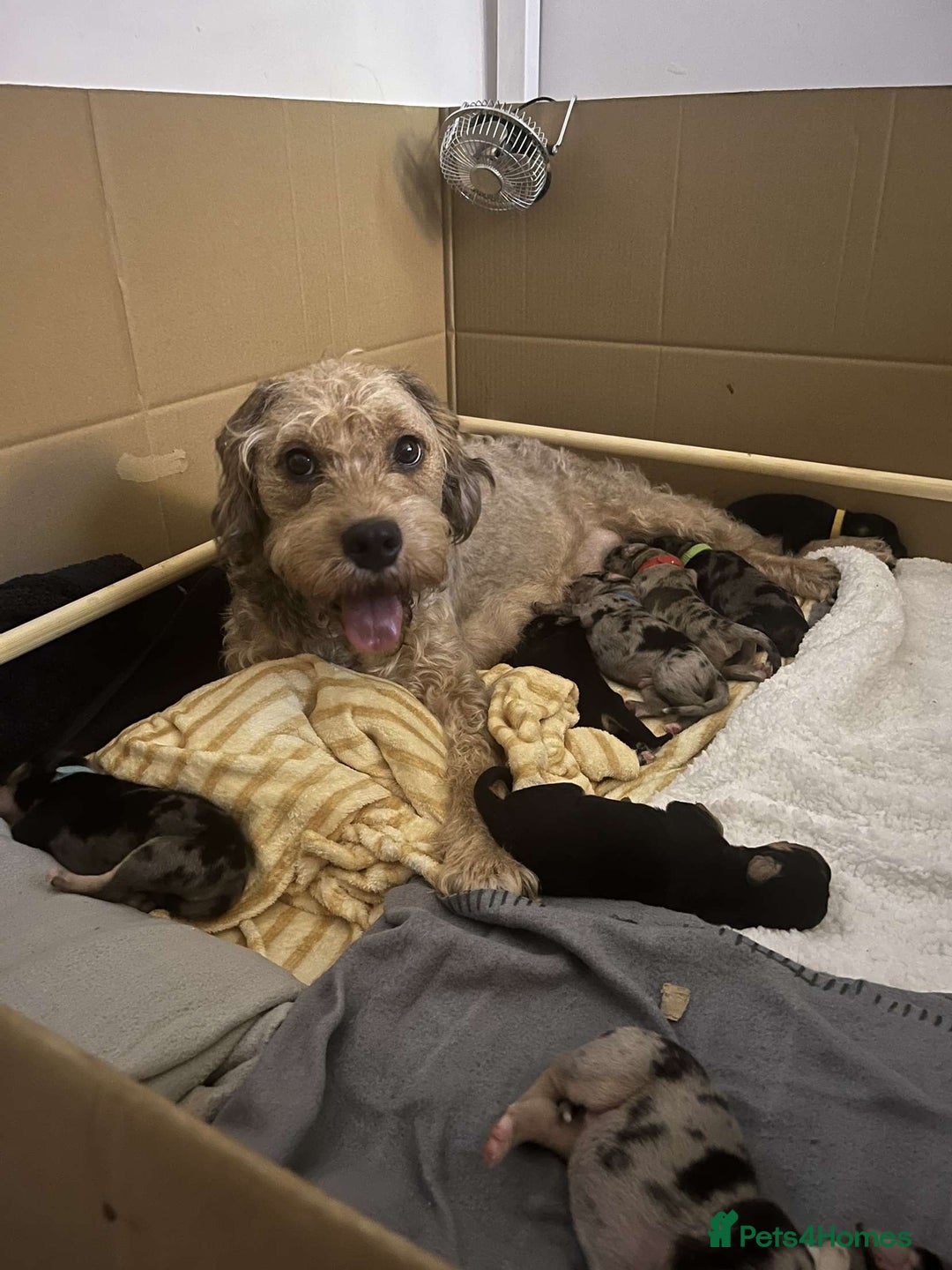 Mixed Breed dogs for sale: Mixed breed puppies READY TO GO! - Image 32