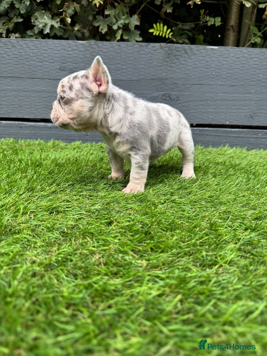 French Bulldog dogs for sale: ⭐ 4 available French bulldogs carrying L4 ⭐️ - Image 8