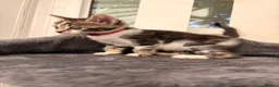 Mixed Breed cats for sale: Kittens  in Liverpool - Advert 6