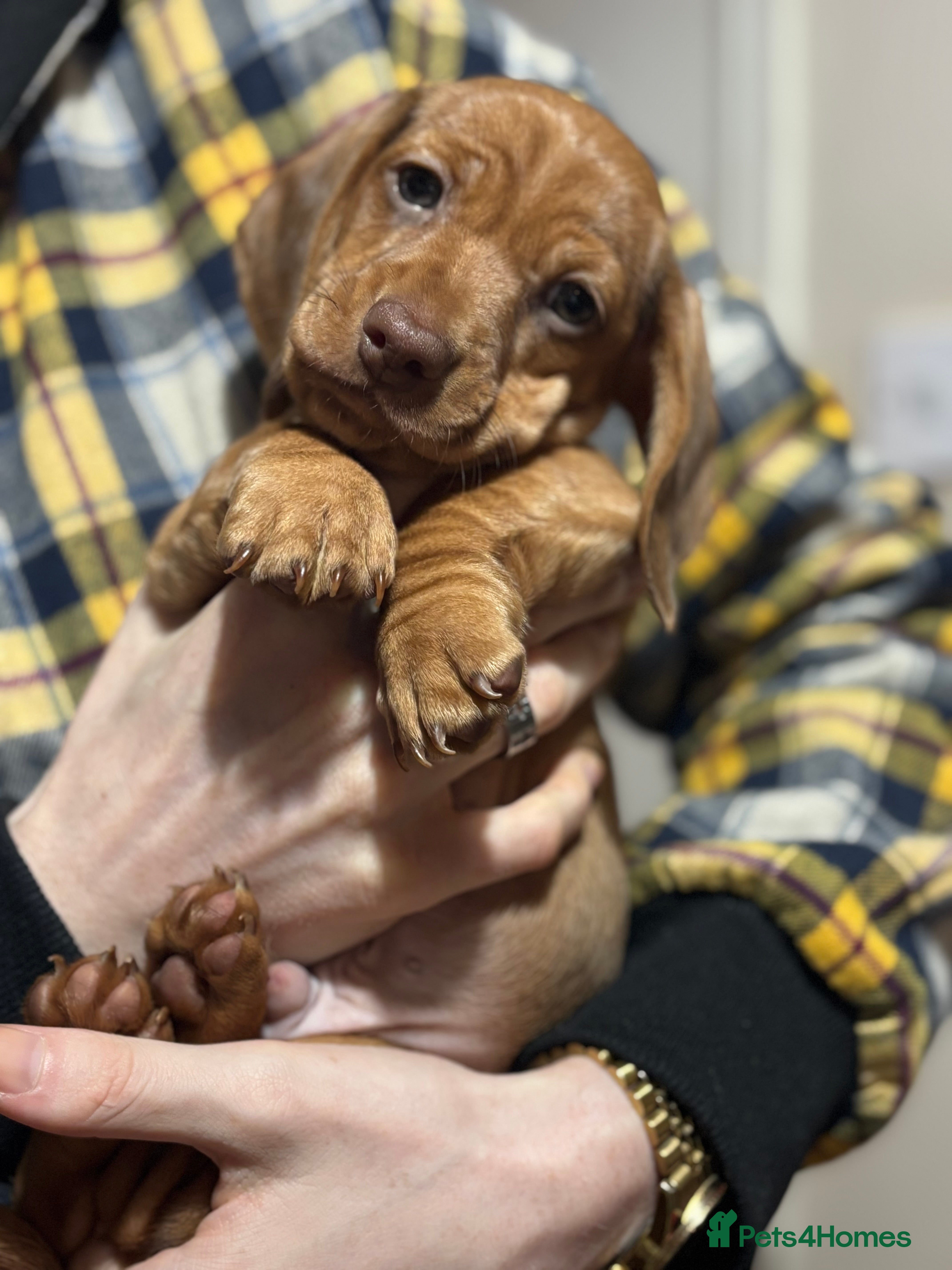 Miniature Dachshund dogs Beautiful shaded red miniature  dachshund puppies  - Advert 1