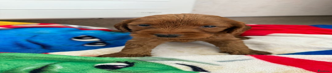 Cockapoo Puppy 1