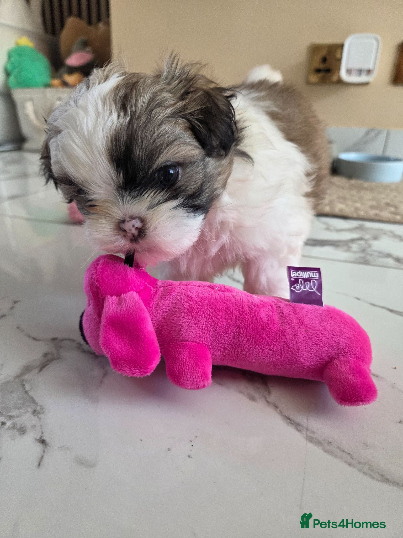 Shih Tzu dogs Little puppies are looking for lovely home - Advert 1
