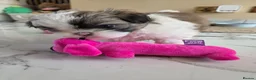 Shih Tzu dogs for sale: Little puppies are looking for lovely home - Advert 1