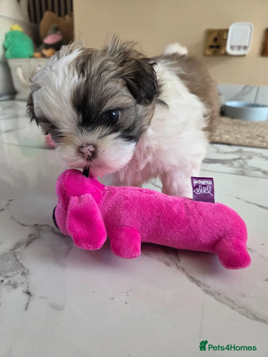 Shih Tzu dogs for sale: Little puppies are looking for lovely home - Advert 1