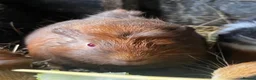 Guinea Pig rodents for sale: Beautiful Well Handled Babies  - Advert 4