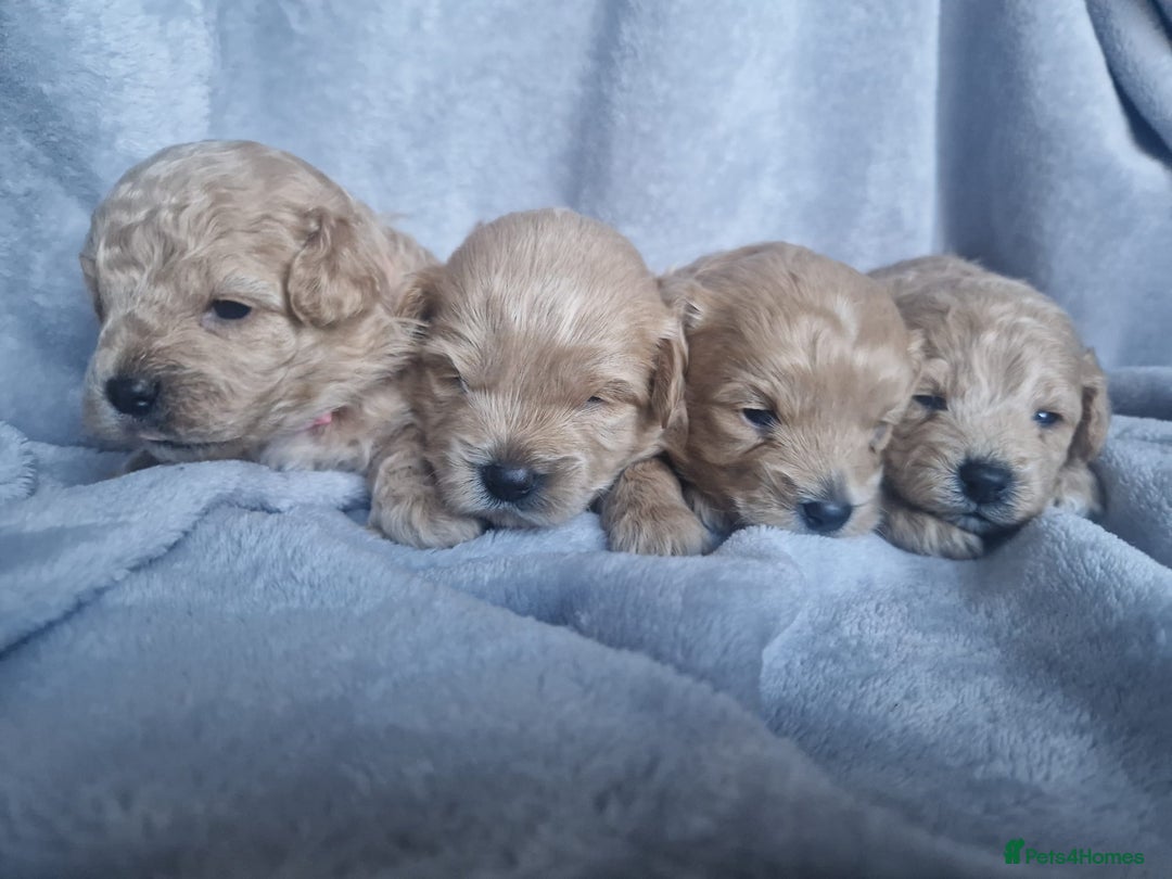 Poochon dogs for sale: Health tested parents  - Advert 4