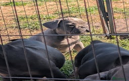 French Bulldog dogs for sale: French bulldog puppies!!! - Image 8