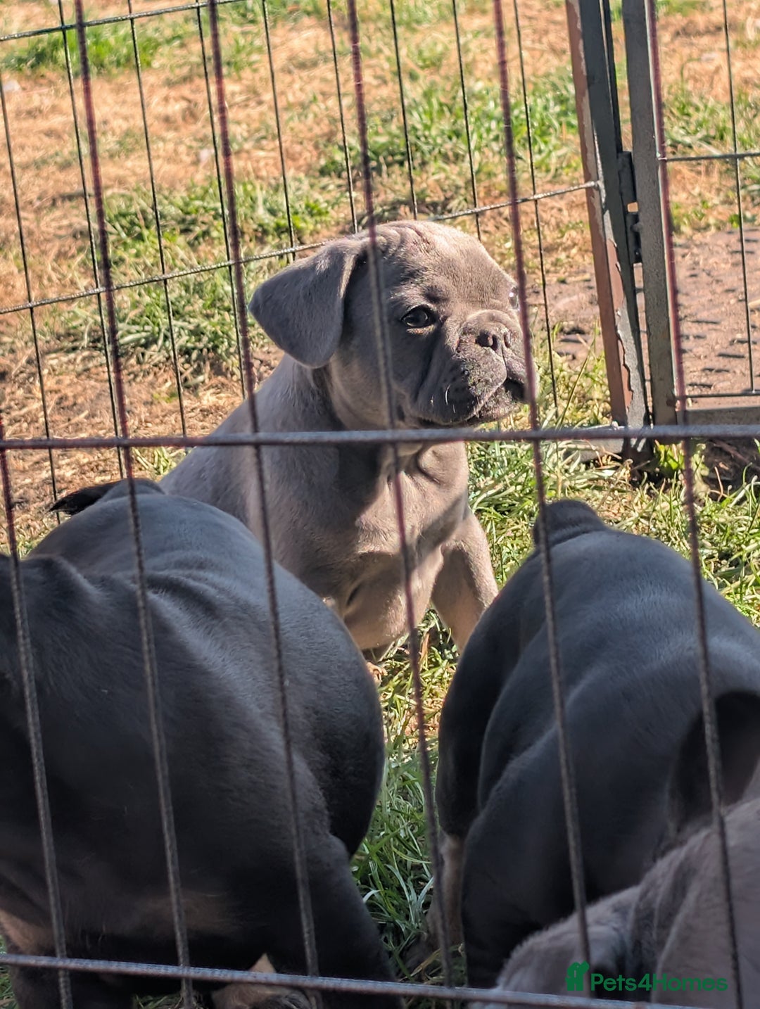 French Bulldog dogs for sale: French bulldog puppies!!! - Image 8
