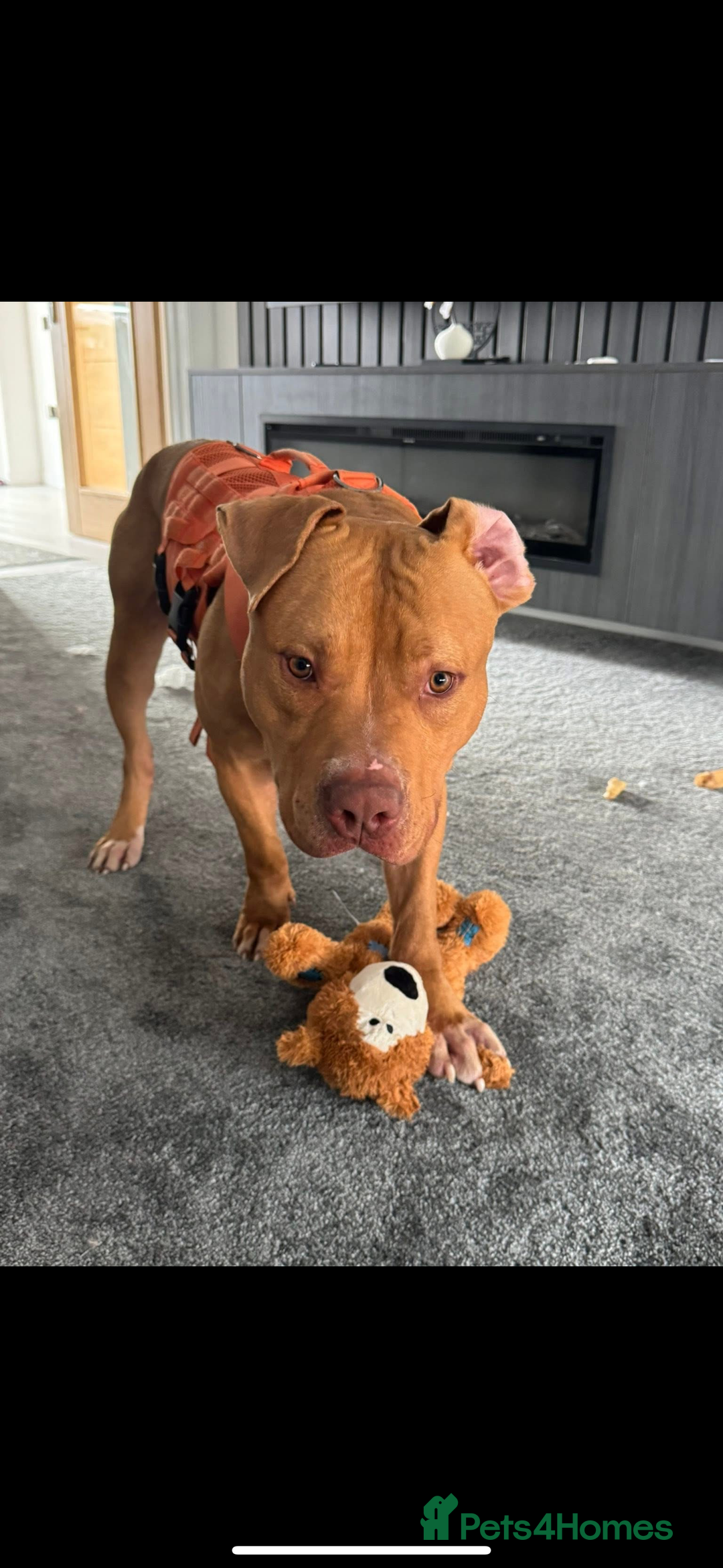 American Bulldog dogs for sale: Handsome and super active boy for rehoming - Image 1