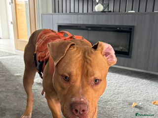 American Bulldog dogs - Advert 4