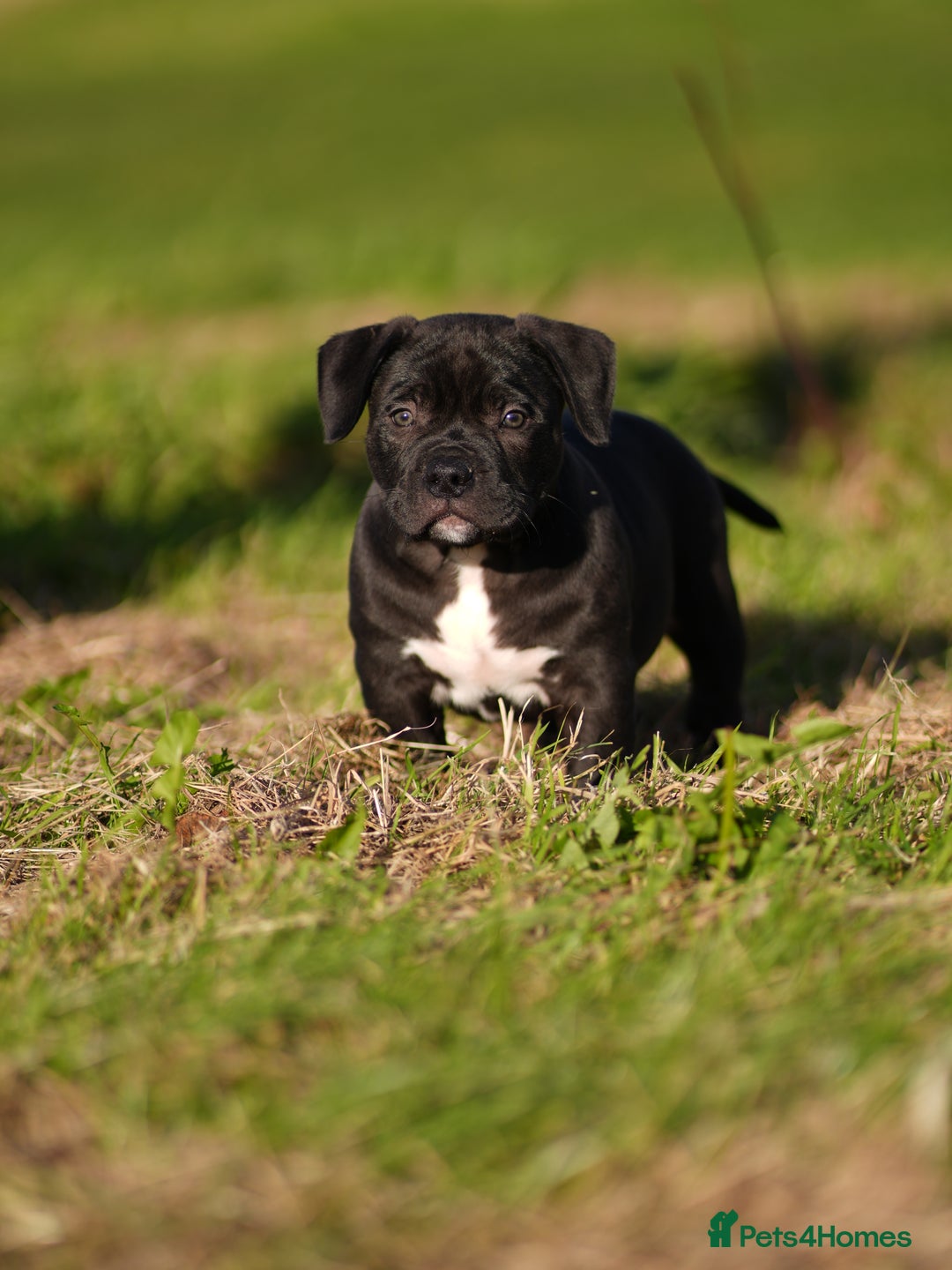 American Bully dogs for sale: 🏆Champion Cole pups 🏆 - Image 5