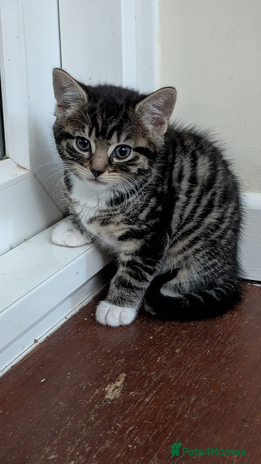 Mixed Breed cats for sale: 2 female kittens available  - Advert 6