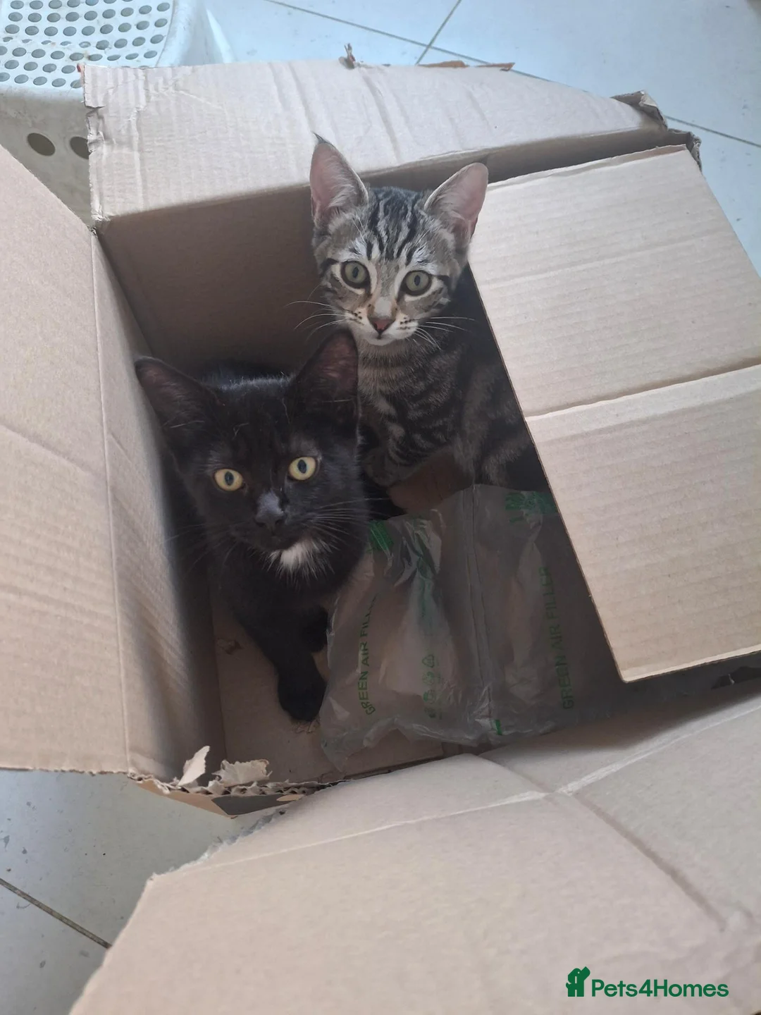 Domestic Shorthair cats for sale: Russian Blue × Bengal Mixed Kittens – 4 available - Advert 1