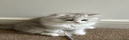 Persian cats for sale: Persian doll face & persian chinchilla  - Advert 3