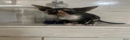 Maine Coon cats for sale: 2 female main coon mix’s  - Advert 9