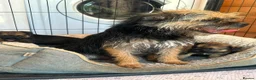 Border Terrier dogs for sale: Border terrier puppy’s  - Advert 1