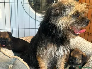Border Terrier dogs Border terrier puppy’s - Advert 2
