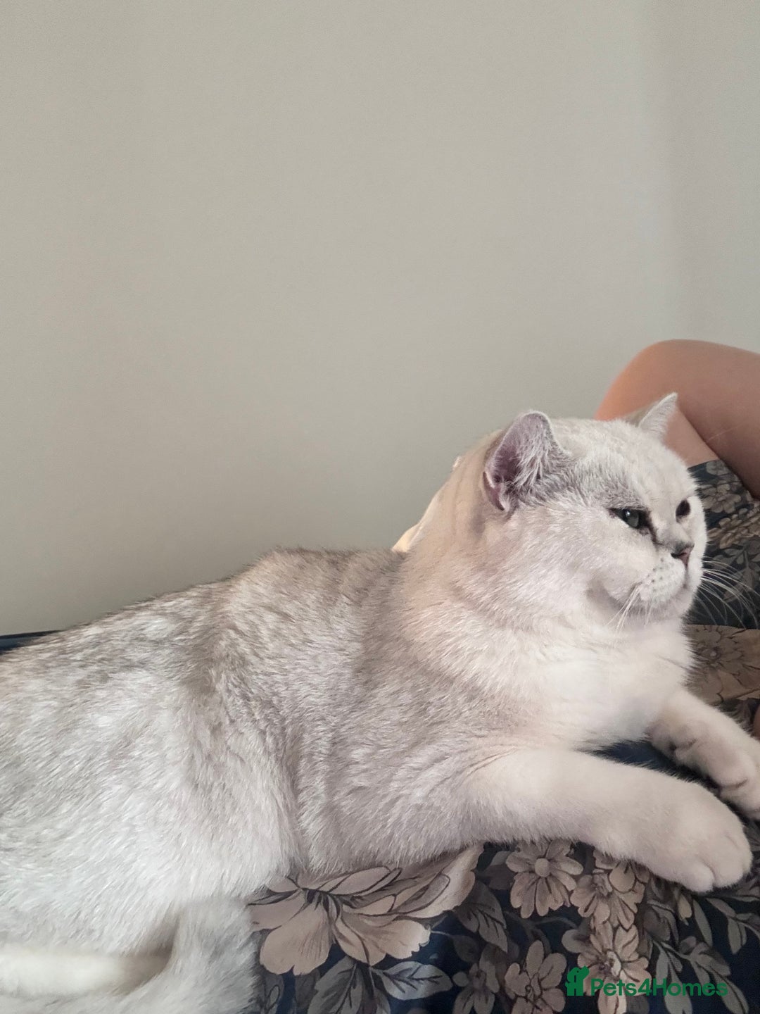 British Shorthair cats for sale: Silverback British Shorthair - Prince - Advert 5