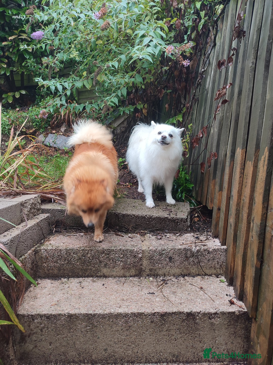 German Spitz dogs for sale: Unique Spitz puppies available in January  - Advert 2