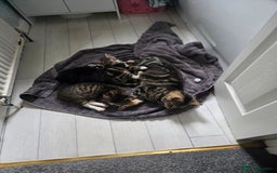 Domestic Shorthair cats for sale: Gorgeous black and tabby kittens - Advert 9