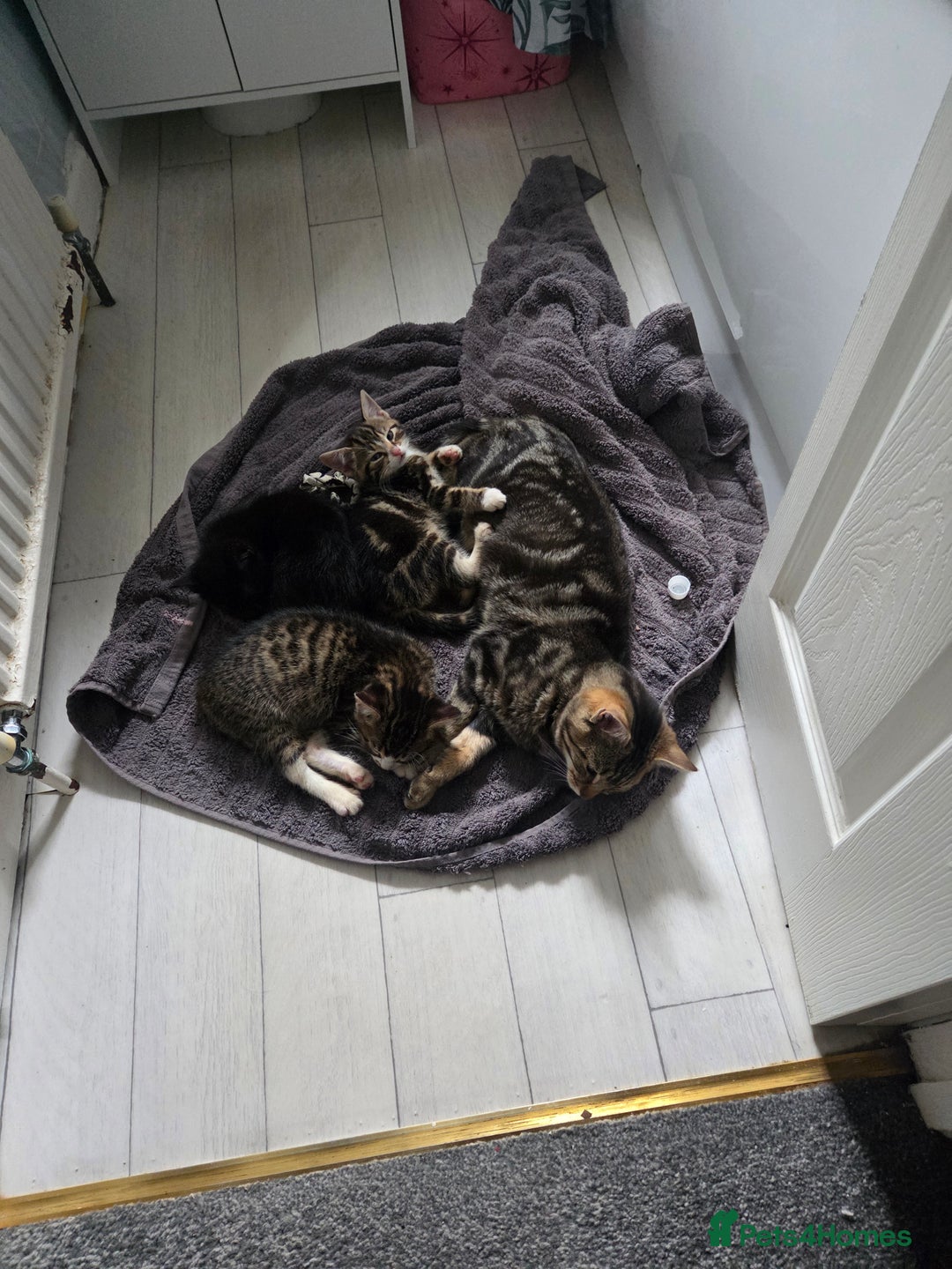 Domestic Shorthair cats for sale: Gorgeous black and tabby kittens - Advert 9