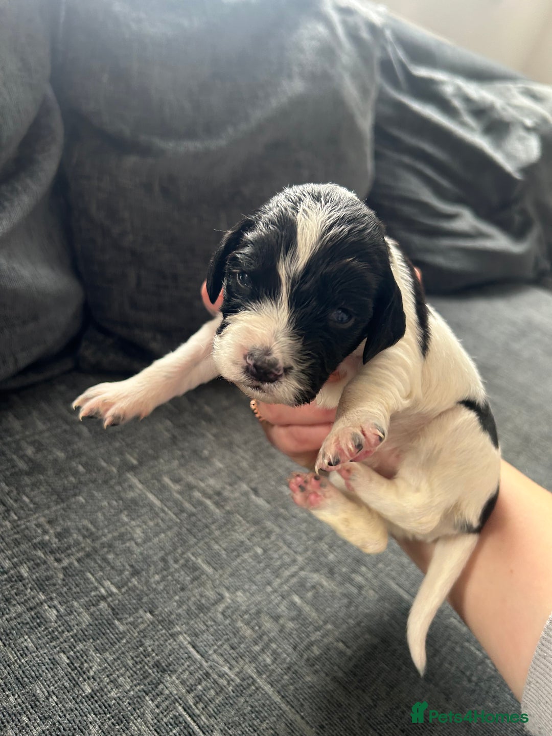 Cockapoo dogs for sale: 2 beautiful cocker spaniel puppies left for sale - Advert 11