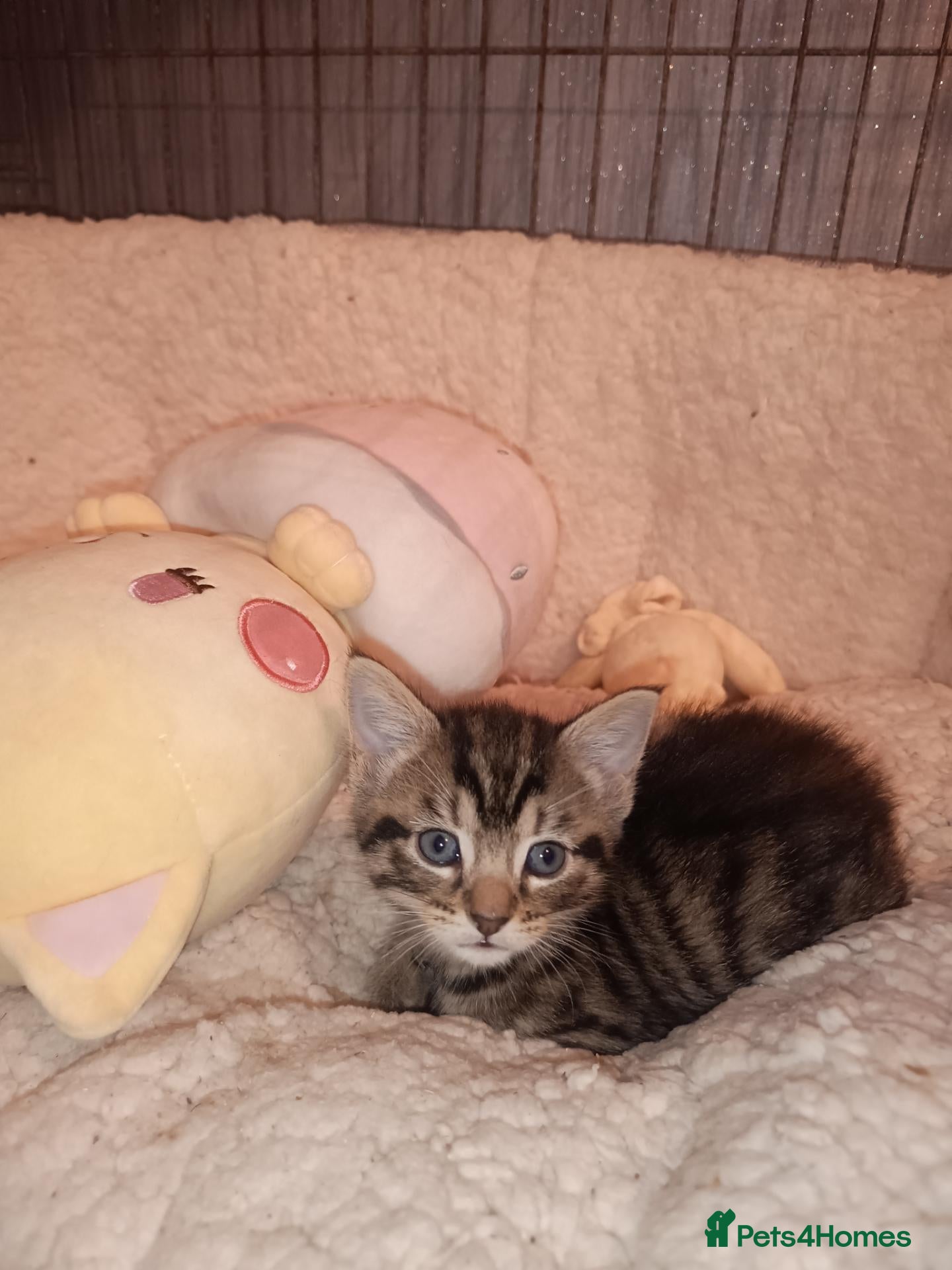 Mixed Breed cats 1 black boy and 4 girl tabby cats - Advert 10