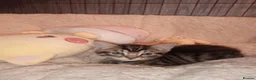 Mixed Breed cats for sale: 1 black boy and 4 girl tabby cats - Advert 1