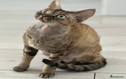 Devon Rex cats for sale: Devon Rex - Image 10