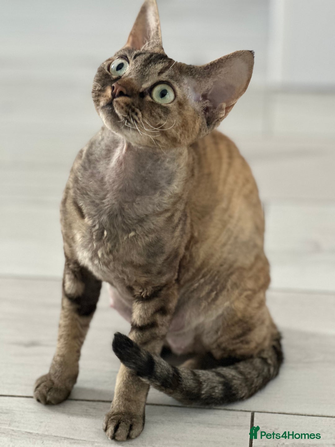 Devon Rex cats for sale: Devon Rex - Image 10