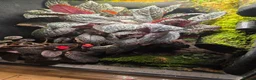 Frog reptiles for sale: Established Dart Frog Vivarium 50x50x60cm - Advert 1