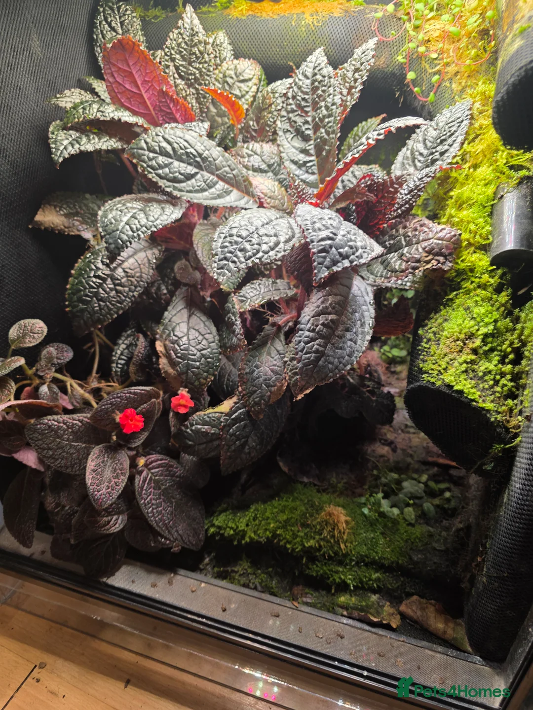 Frog reptiles for sale: Established Dart Frog Vivarium 50x50x60cm - Advert 1