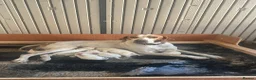 Pointer dogs for sale: English pointer in Slough - Advert 1