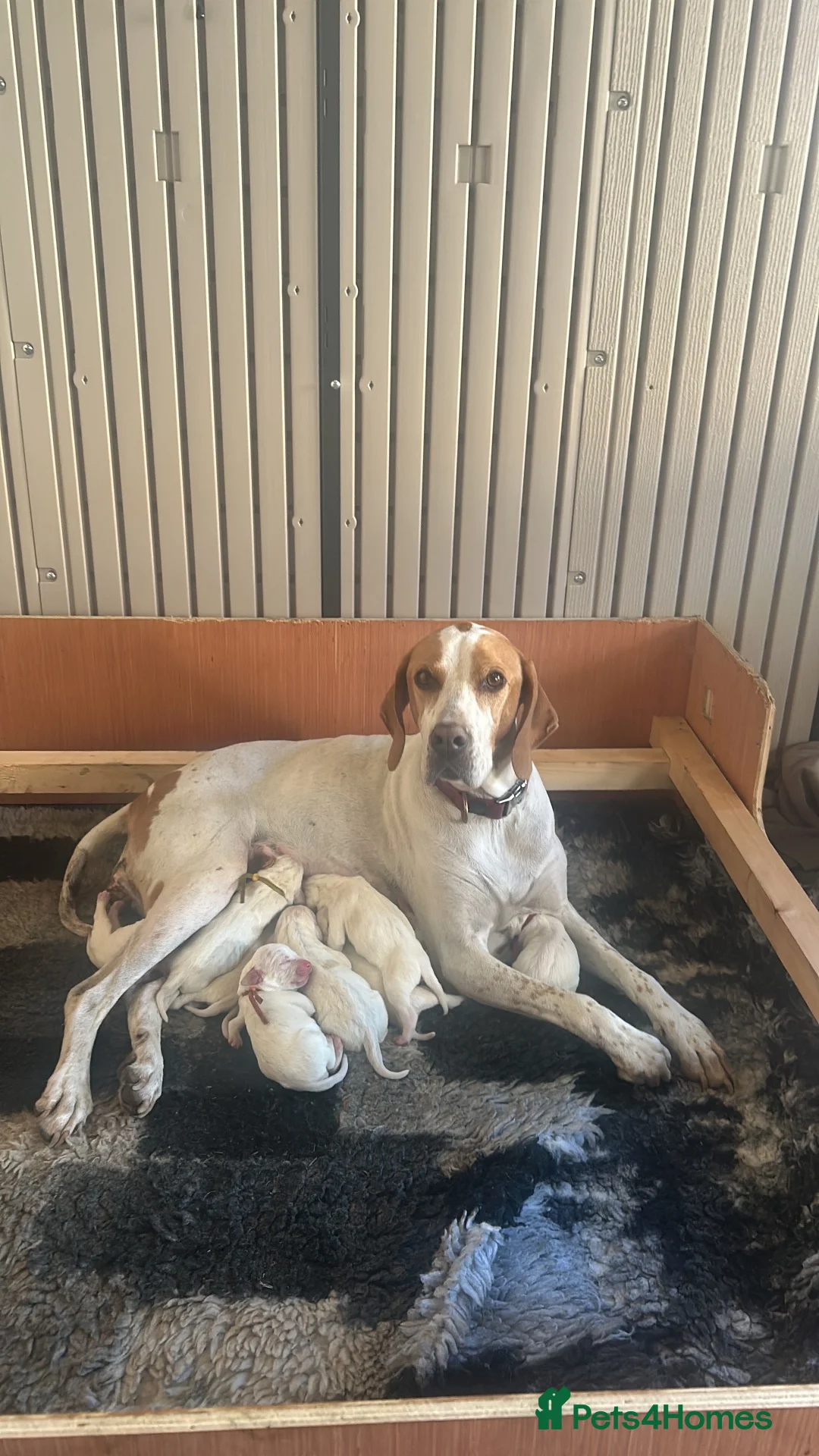 Pointer dogs for sale: English pointer in Slough - Advert 1