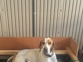Pointer dogs English pointer - Advert 1
