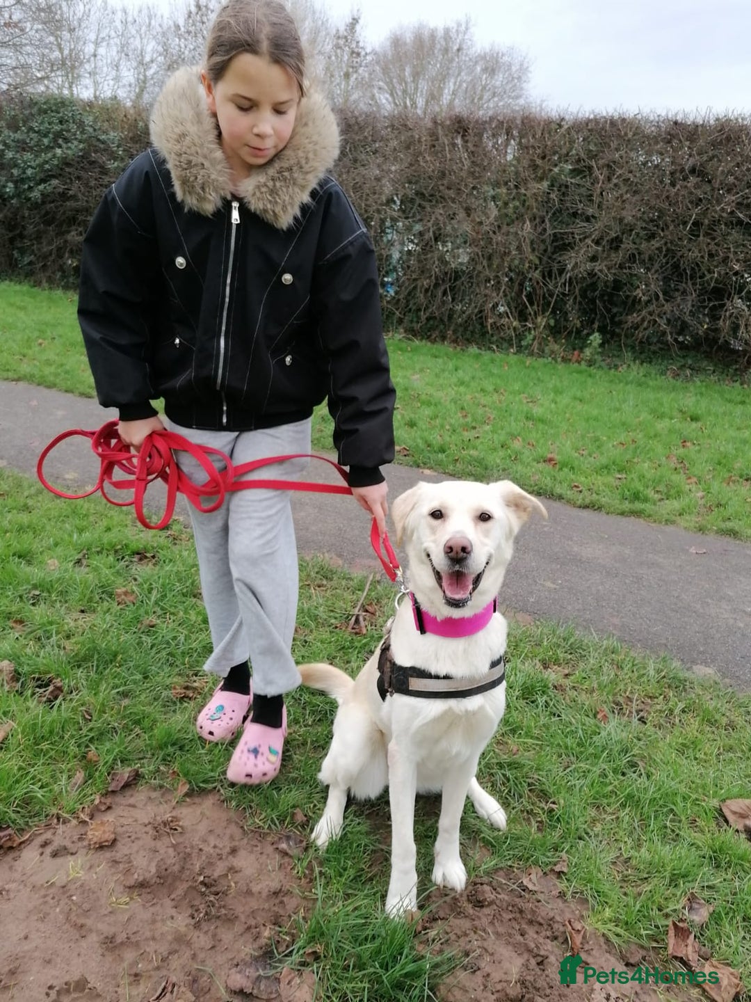 Mixed Breed dogs for adoption: ❤️🐶 HONEY – Gentle Labrador Cross Girl ❤️🐶 - Advert 6