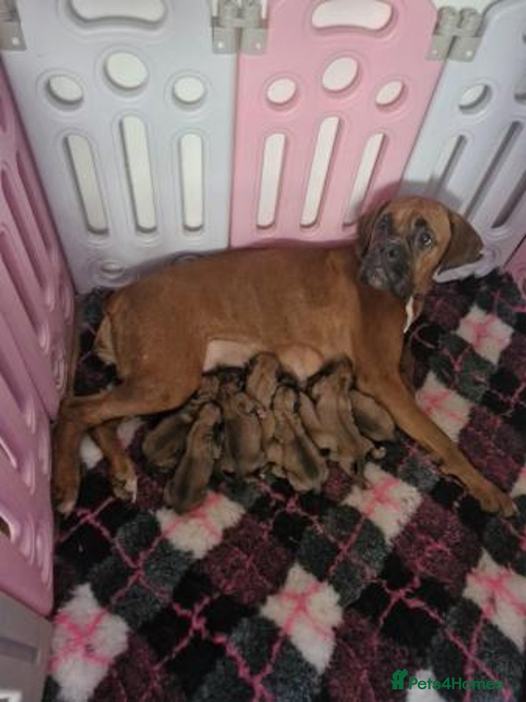 Boxer dogs for sale: Adorable Boxer Puppies Available  - Image 2