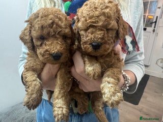 Cavapoo dogs Teddy bear F1b toy cavapoos only 2 red girls left - Advert 6