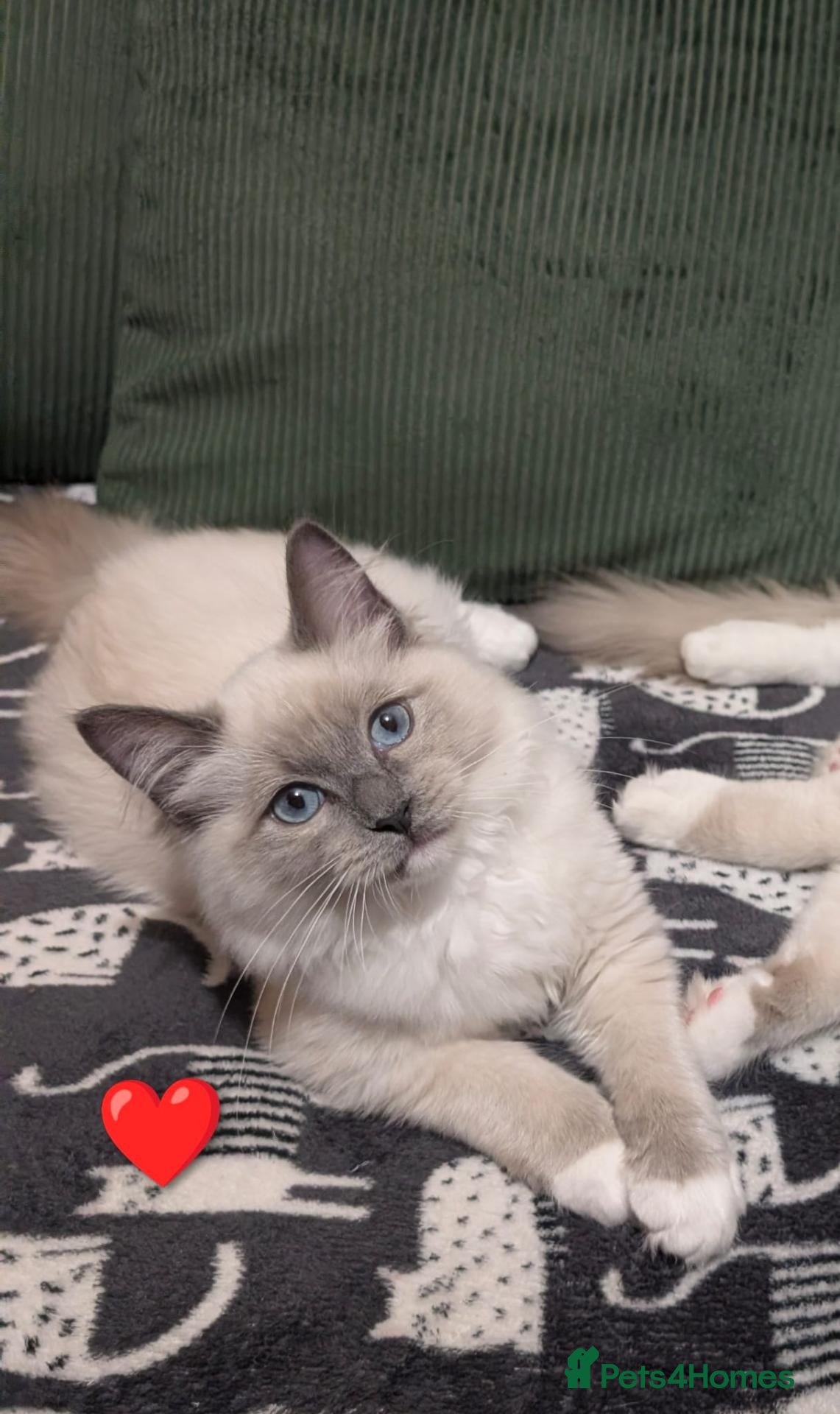 Ragdoll cats ❤️3 BEAUTIFUL BLUE POINT MITTED RAGDOLLS LEFT - Advert 2