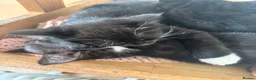 Mixed Breed cats for sale: Adorable Mixed Breed Kittens  - Advert 9