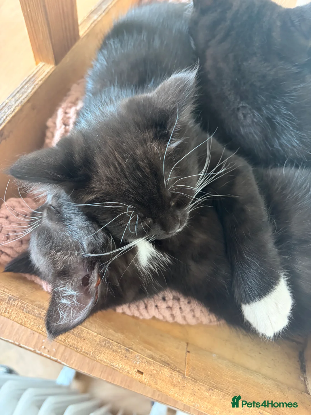 Mixed Breed cats for sale: Adorable Mixed Breed Kittens  - Advert 9
