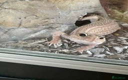 Leopard Gecko reptiles for sale: Pair of albino leopard geckos and complete setup. - Image 3