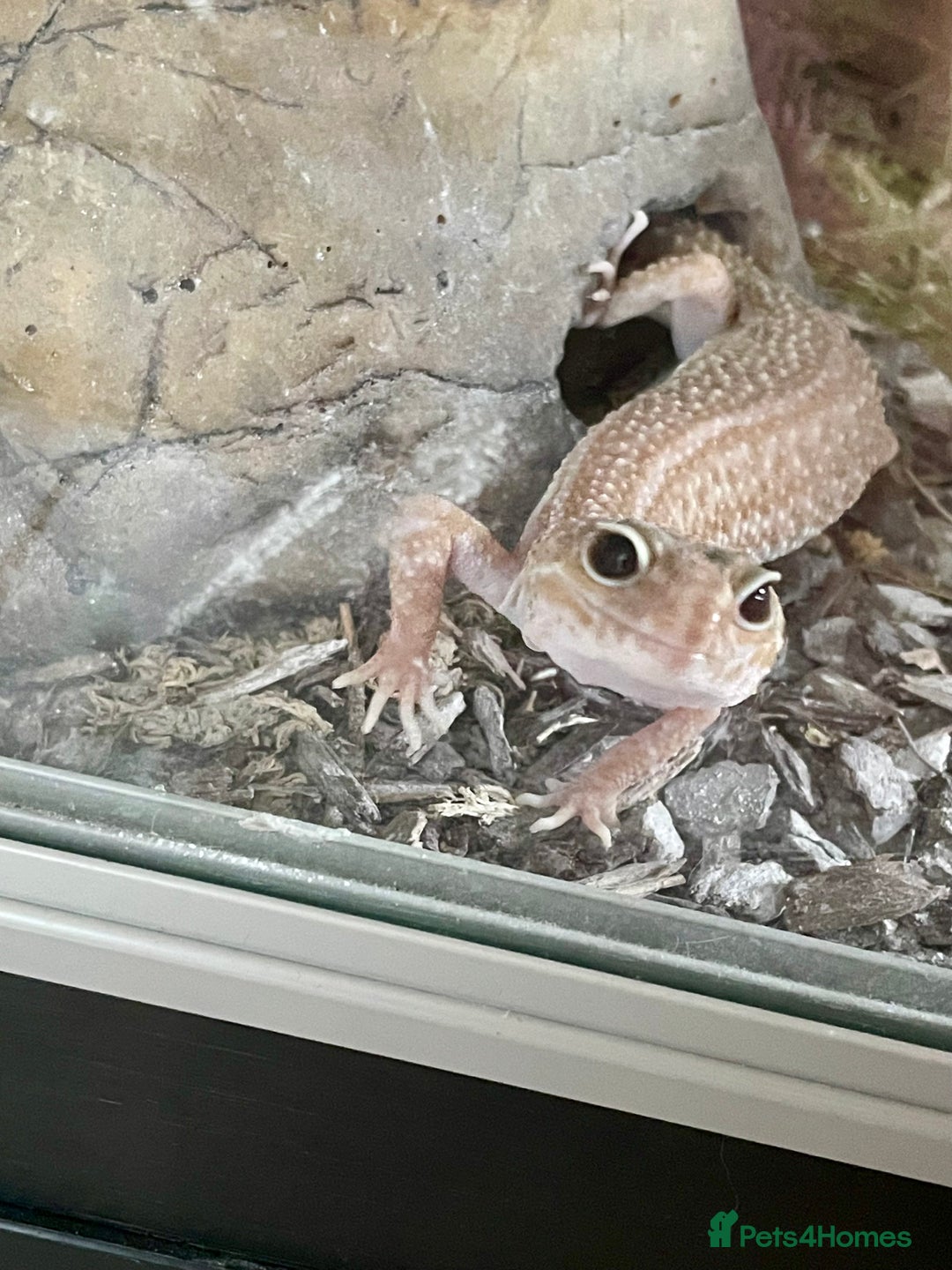 Leopard Gecko reptiles for sale: Pair of albino leopard geckos and complete setup. - Image 3