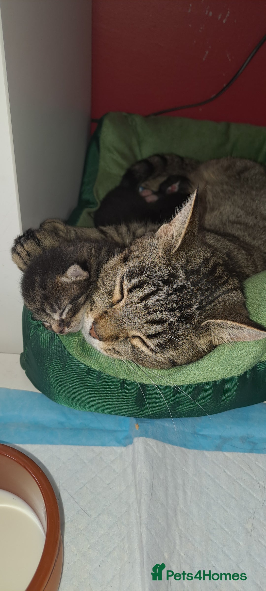 Domestic Shorthair cats for sale: Three kittens- first litter of our female cat  - Image 2