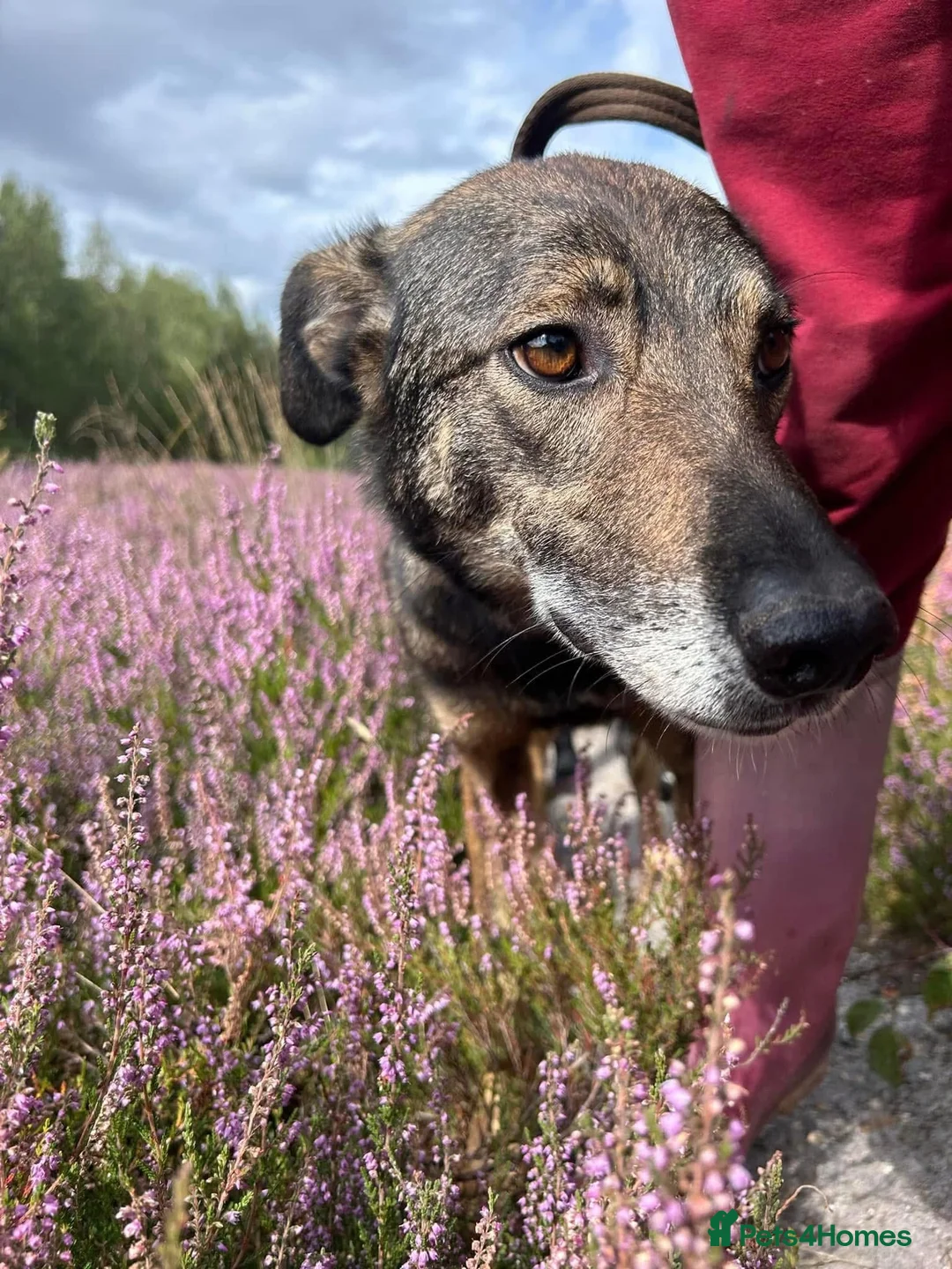 Mixed Breed dogs for adoption: Elsie - Norwich Norfolk  in Norwich - Advert 9