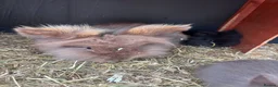 Lionhead rabbits for sale: Six baby lion heads for Sale ready now  - Advert 2