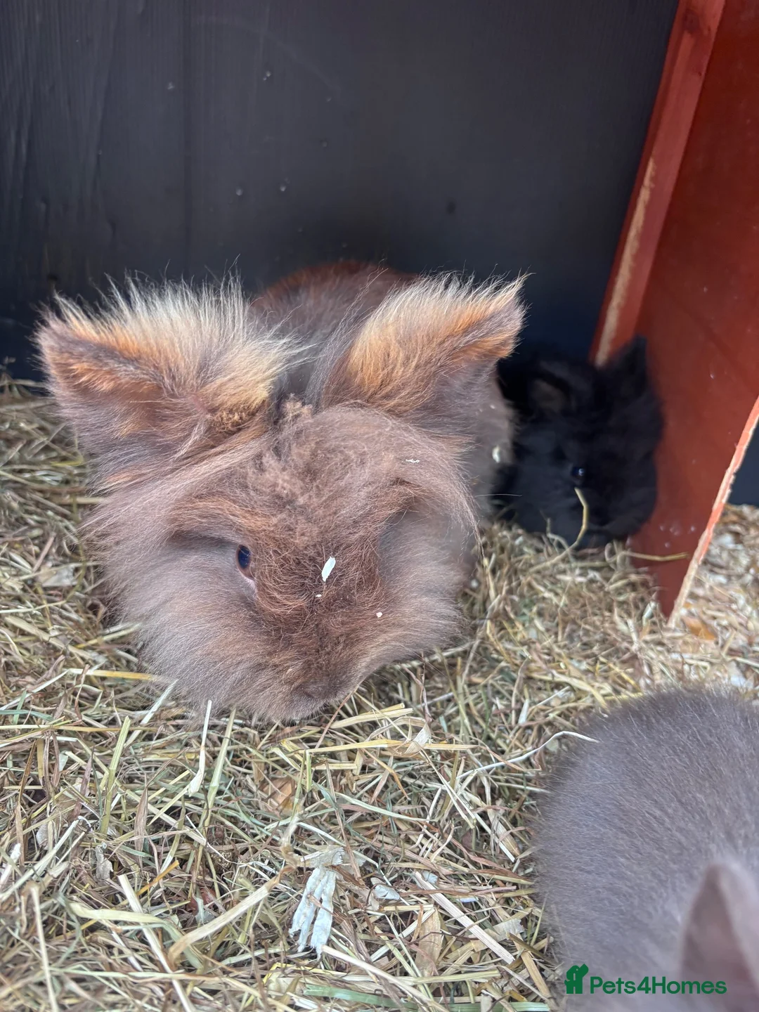 Lionhead rabbits for sale: Six baby lion heads for Sale ready now  - Advert 2