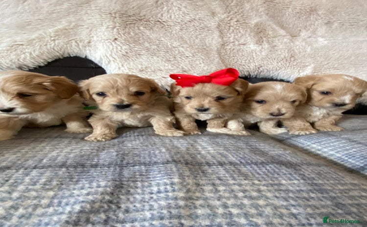 Maltipoo dogs - Advert 4